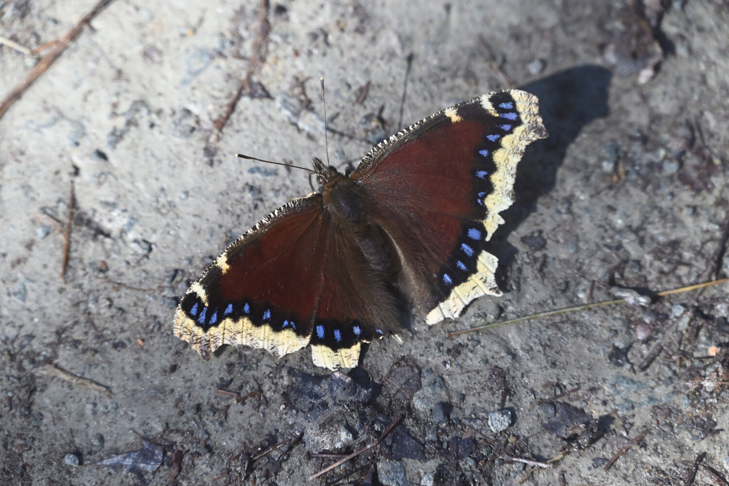 This mourning cloak was seen early in April near my home, about the same time the wood frogs started to call. This species has blue spots, as do some other species of butterflies; what sets the mourning cloak apart from the other species is the yellow fringe on the trailing edge of the wings. Many mourning cloaks, like this one, have slightly tattered wings. ..In the spring, look for the butterflies along sunny edges of forest or along trails. They also might be sipping sap from holes in trees.